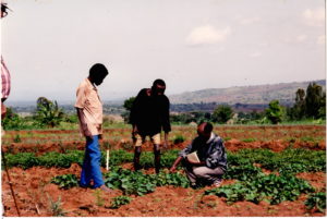 Research on Sweet Potato