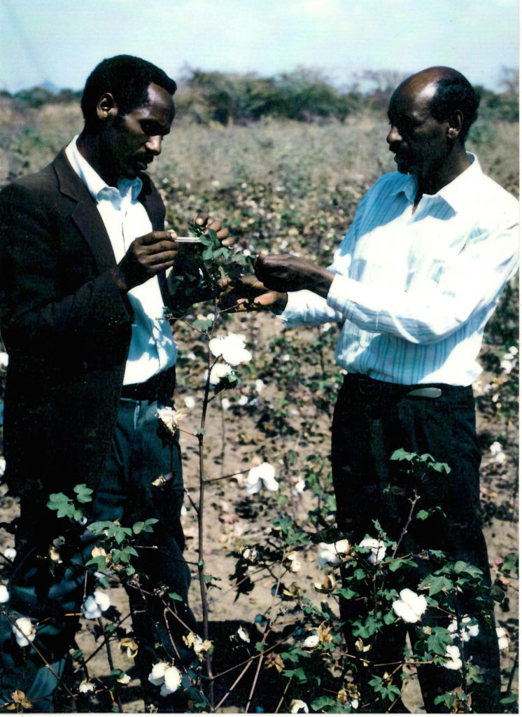 Research on Cotton