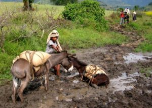 After the 26 Years Fake Development Ethiopia is Going to Export Donkeys' Meat